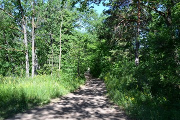 Wide path in the summer forest, flooded with sunlight