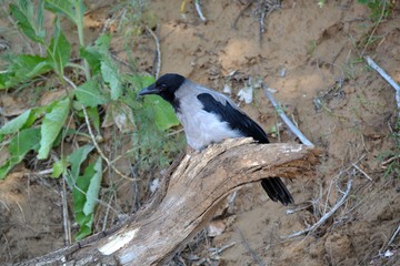 Gray crow sitting in the shade on a thick bitch