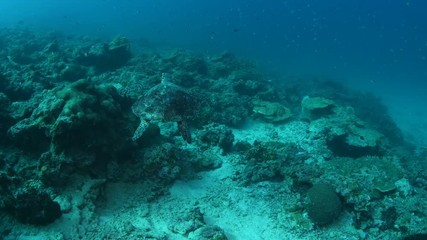 Juvenile Hawksbill sea turtle, Eretmochelys imbricata in tropical coral reef 