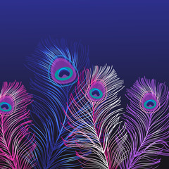 Lovely background of multicolored peacock feathers