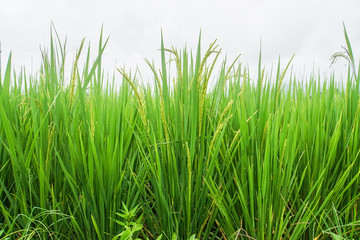isolated close up green rice grow in paddy farm in tropical country