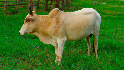 Thai cow standing in the grass field