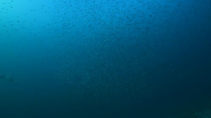 Swimming through a shimmering shoal of Pygmy Sweeper, Parapriacanthus ransonneti in Andaman sea 