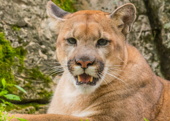 Mountain lion