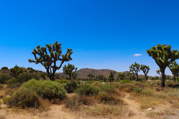 Fototapeta na wymiar joshua trees in the desert