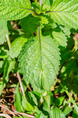 Vervain Leaf