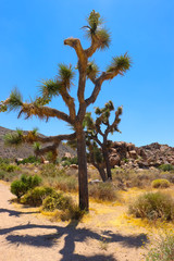 joshua tree in the desert