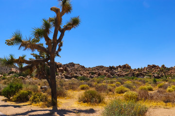 Fototapeta na wymiar Joshua tree in the Mojave Desert