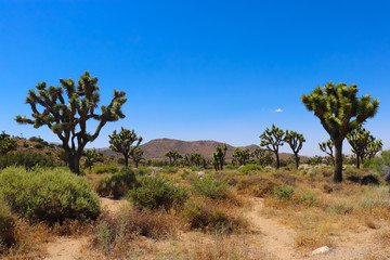 joshua trees in the desert
