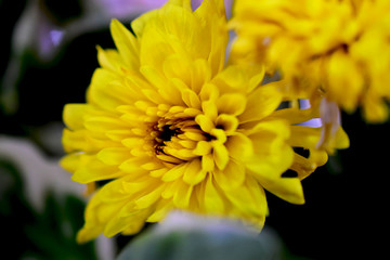 yellow flower shooting macro background 