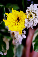 yellow flower shooting macro background 