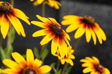 花　ルドベキアヒルタ　アラゲハンゴンソウ ブラックアイド スーザン