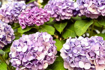 あじさい 紫陽花