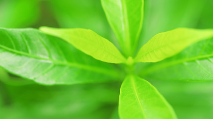 Fototapeta na wymiar Closeup beautiful nature view of green leaf on blurred greenery background with copy space. Natural green plants landscape summer background wallpaper and ecology concepts.