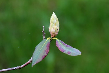 Closed Rhododendron flower bud surrounded with two thick dark green and brown leaves planted in local urban garden on warm sunny spring day