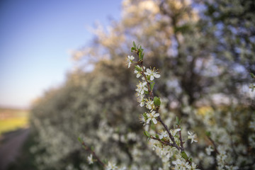 Schlehe in voller Blüte