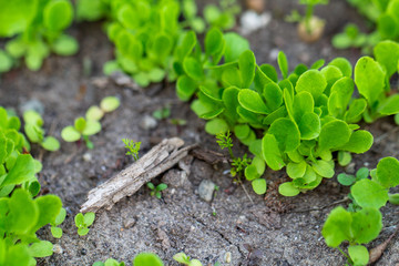 Baby lettuces growing in a garden
