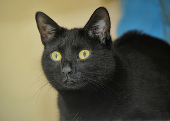 black cat with yellow eyes portrait