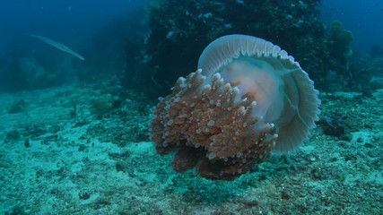 Cornetfish, Fistularia commersonii feeding on Mosaic Jellyfish