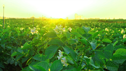 Fototapeta na wymiar The potato plantation is growing, which is a big hotbed in Thailand.