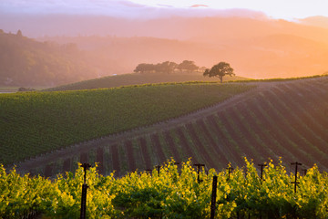 Un vignoble générique de la Napa Valley