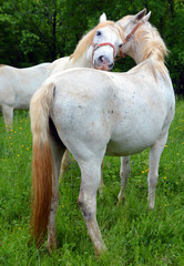 The Lipizzan, or Lipizzaner is a breed of horse originating from Lipica in Slovenia. Established in...