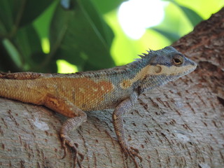 Close the chameleon in three animals in the Asian zone. Island power, green background, focus distance 134 meters. Images for advertising World travel