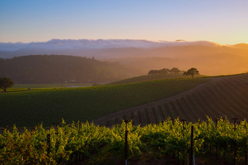 A generic Napa Valley vineyard
