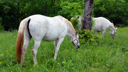 The Lipizzan, or Lipizzaner is a breed of horse originating from Lipica in Slovenia. Established in...