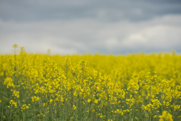 Obraz premium Rapsfeld in voller Blüte