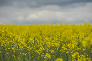 Obraz premium Rapsfeld in voller Blüte