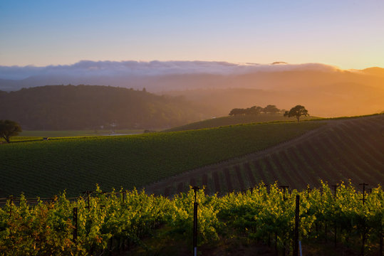 A Generic Napa Valley Vineyard