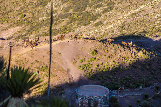 caballos e en las faldas del cerro del quemado