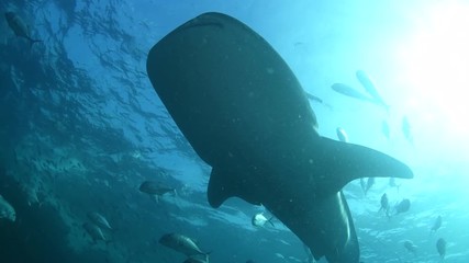Whale Shark, Rhincodon Typus surrounded by school of Club nosed trevally 