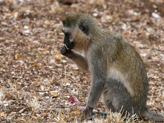 ververt monkey sitting on the ground in amboseli, kenya