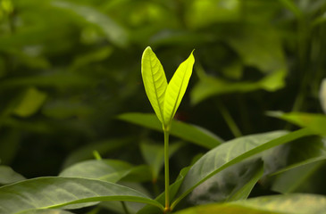 Nature leaf green in the garden.Concept organic leaves green and clean ecology in summer sunlight plants landscape. bokeh blurred bright green use texture wallpaper natural background.selective focus.