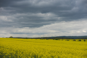 Rapsfeld in voller Blüte