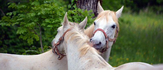 The Lipizzan, or Lipizzaner is a breed of horse originating from Lipica in Slovenia. Established in...