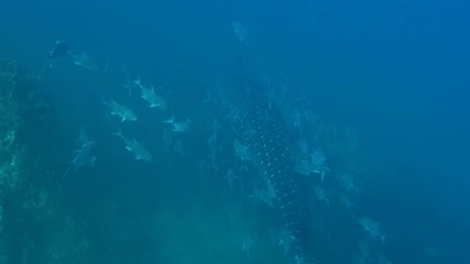 Whale Shark, Rhincodon Typus surrounded by school of Club nosed trevally 