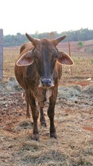 Thai cow standing in the stall