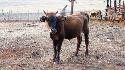 Cows are eating dry grass in the joint season.