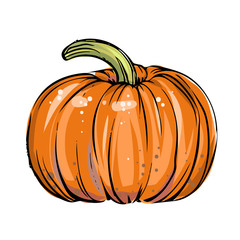Pumpkin vector illustration - 275575231