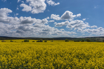 Rapsfeld in voller Blüte