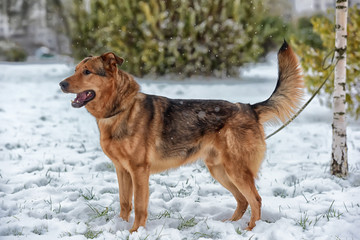 Red-haired dog mongrel in winter on a leash