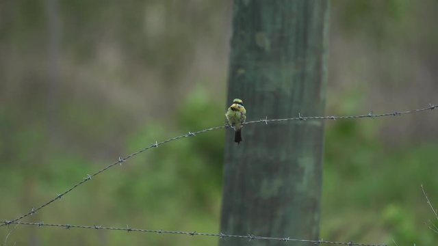 Australian Rainbow bee-eater on a barbed wire fence