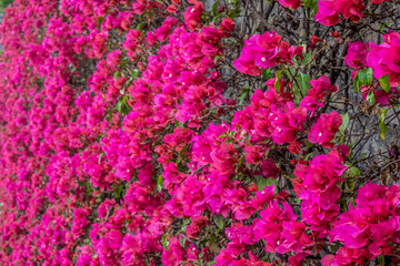 Detalle de Bugambilia rosa 