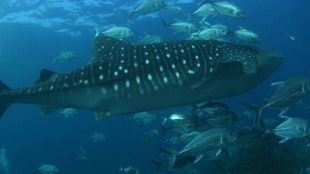 Whale Shark, Rhincodon Typus surrounded by school of Club nosed trevally 