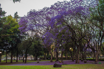 Árboles de Jacarandas en Ciudad de México