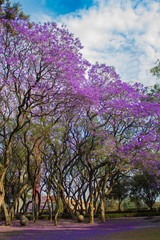 Obraz premium Árboles de Jacarandas en Ciudad de México