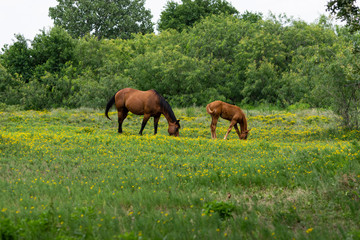 Naklejka na ściany i meble Mare and Foal Horses Grazing in Field of Yellow Flowers